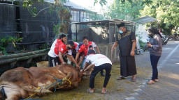 Pasutri Rahmat Muhajirin Qurban 7 Ekor Sapi untuk Warga 7 Desa