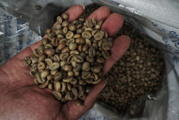 FOTO: Melirik Pasca Panen Kopi di Wonosalam Jombang