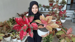 Berawal Hobi Tanaman, Kini Raup Puluhan Juta Berbisnis Aglonema