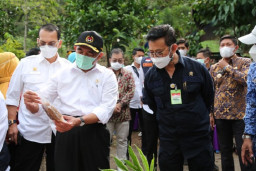 Ekspor Porang Tembus Pasar Asia Senilai Rp 924,3 M