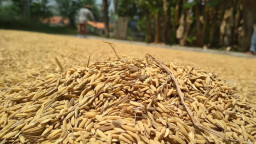 Produksi Gabah Menurun Karena El Nino, Pemerintah Antisipasi dengan CPP