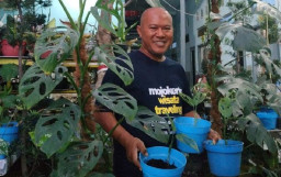 Budidaya Tanaman Janda Bolong yang Beromzet Ratusan Juta