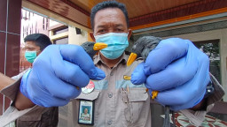 Ratusan Satwa Dilindungi Diselundupkan lewat Tanjung Perak