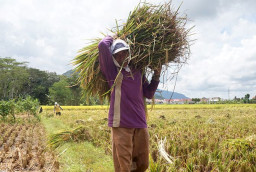 Harga Gabah Basah Petani Trenggalek Anjlok Rp 3.800 per Kilogram
