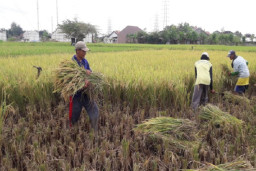 Harga Gabah Anjlok Lantaran Isu Impor Beras 1 Juta Ton