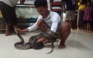 Penakluk Semua Jenis Ular Sejak Usia 12 Tahun