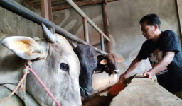 Antisipasi Antraks, DPKP Banyuwangi Larang Ternak Dari Daerah Endemik