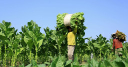 Produksi Tembakau di Probolinggo Ditargetkan Capai 10.800 Ton