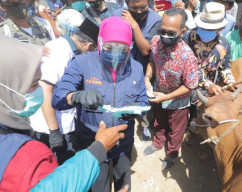Gubernur Khofifah Apresiasi Penjualan Hewan Kurban Online di Bangkalan