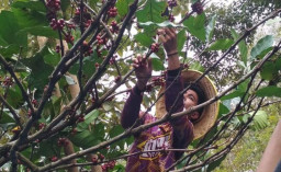 Menilik Panen Kopi Excelsa Wonosalam Jombang