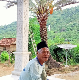 Di Sumenep, Pohon Kurma Berbuah Tak Mengenal Musim Jadi Obat Mujarab