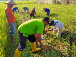 Modal Rp 5 Juta, Petani Bawang Merah Trenggalek Raih Untung Besar