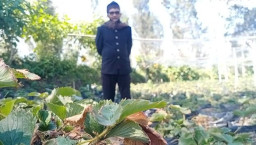 Embun Belerang Gunung Bromo Rusak Lahan Pertanian Warga