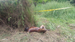 Polisi Masih Menyelidiki Mayat di Tol Sumo Karangpilang Apa Korban Pembunuhan