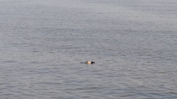 Hilang 4 hari, Pria Wonokromo Ditemukan Mati Terapung di Selat Madura