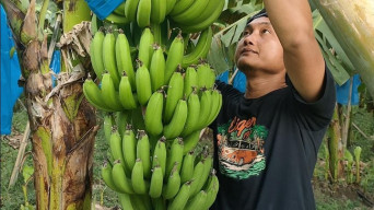 Pandemi, Petani Muda Ini Tanam Pisang Cavendish dan Hasilnya Menggiurkan