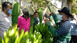 Pandemi, Petani Santri Ini Bisa Kirim Pisang Cavendish 5 Ton Perhari