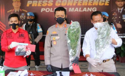 Tanam Ganja di Kos, Warga Lumajang Diamankan Polres Malang