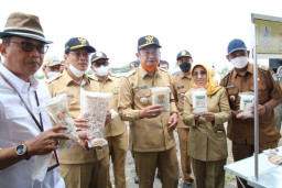 300 Hektar Tanaman Sorgum Lamongan Bisa Hasilkan 1.944 Ton