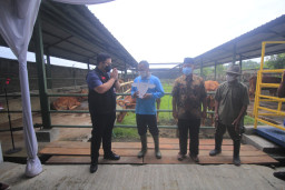 Hibah Sapi, Mas Dhito Canangkan Kemandirian Pangan
