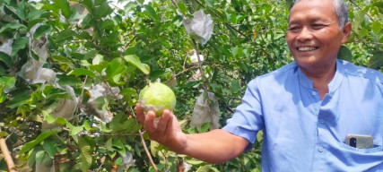 Sudiadi, Petani Sukses Kembangkan Jambu Kristal Asal Pasuruan