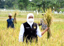 Jelang Lebaran. Pemprov Jatim Sukses Jaga Nilai Tukar Petani dan Nelayan