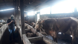 Gawat Jelang Idul Qurban, Penyebaran Virus PMK di Lamongan Terus Menyebar