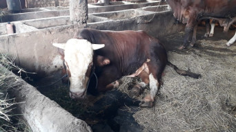 Lokalisir Hewan Ternak, Kini 72 Sapi di Lamongan Mulai Sembuh