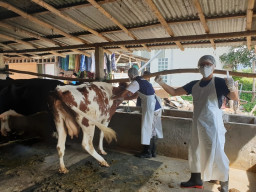 Antisipasi Penyebaran PMK, Petugas Medis DKPP Jemput Bola Lakukan Vaksinasi Ke 100 Ekor Sapi