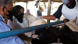 Dapat Jatah 9300 Vaksin, Bupati Mojokerto Ikfina Fahmawati Launching Vaksinasi PMK ke Peternak