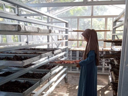 Permintaan Sale Pisang BARSAH Terus Meningkat, PLN Berikan Bantuan Alat Proses Produksi