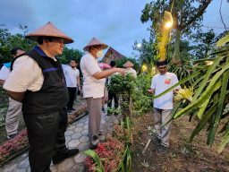 Listrik Untuk Sang Naga, Penyinaran untuk Peningkatan Produktivitas Buah Naga di Banyuwangi