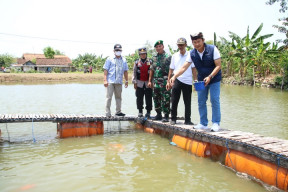 Berbagai Jenis Ikan Koi Ternyata Bisa Dibudidayakan di Lamongan