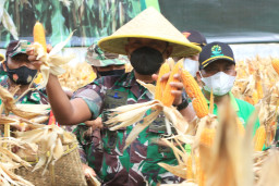 Komandan Kodim 0808 Blitar, Lakukan Panen Raya Petik Jagung