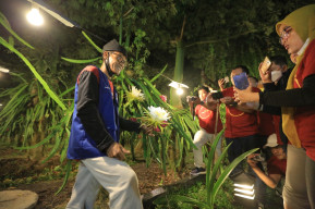 Dukung Pengembangan Inovasi Pertanian, PLN Bangun Fasilitas Green House Khusus Buah Naga