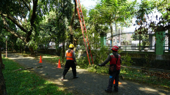 Turunkan Gangguan di Malang Raya, PLN Rabas dan Tebang Pohon Dekat Jaringan Listrik