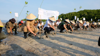 Konsisten Lestarikan Lingkungan, PLN UIP JBTB Gandeng Taman Nasional Baluran  Tanam Puluhan Ribu Mangrove