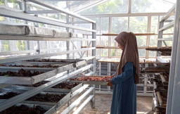 Miliki Tokonya Sendiri, PLN Peduli Kembangkan Usaha Sale Pisang Basrah