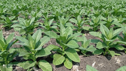 Harga Tembakau di Lamongan Melejit, Petani Riang Gembira