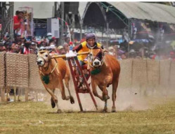 Sentuhan Ciamik Bupati Sampang, Dinamika Kerapan Sapi