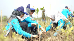 Tanam 1100 Mangrove di Kota Probolinggo, PLN Implementasikan Program PLN Green
