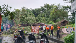 Hujan Lebat Disertai Angin Kencang, Pohon di Barata Jaya Tumbang Timpa Innova