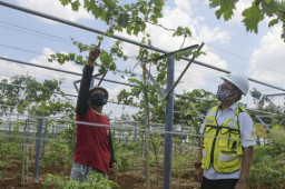 Lahan Green Belt Pabrik Semen Tuban Ditanami Buah