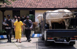 Warga Sidoarjo Curi 2 Sapi Warisan dari Bibinya