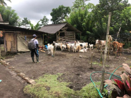 Pemerintah Siapkan Pakan bagi Hewan Ternak Korban APG Semeru