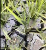 Petani Balun Gigit Jari, Tanaman Padi Ratusan Hektar Terancam Mati