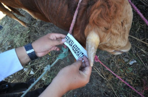 Pemeriksaan Kesehatan Hewan Kurban di Tempat Penjualan dan Pemotongan