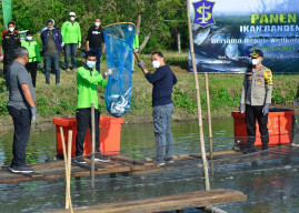 Walikota Eri, Panen Bandeng 1,25 ton di Tambak 1 Hektare