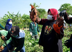 Surabaya Bisa Swadaya Pangan Sendiri