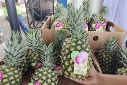 Barantin Apresiasi Komoditas Ikan dan Nanas Asal Lampung Tembus Pasar Global